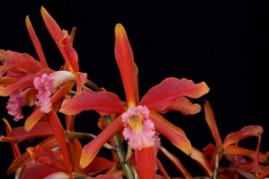 Cattleya Zip Bell' Orchidea CCM/AOS 81 pts. - flower
